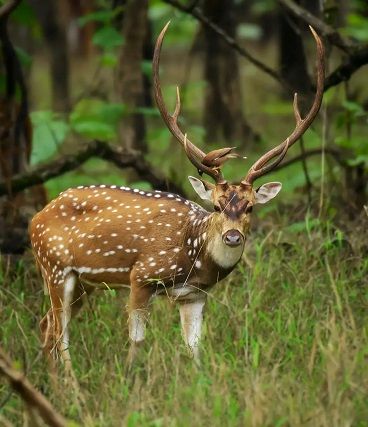 gorewada zoo safari charges 