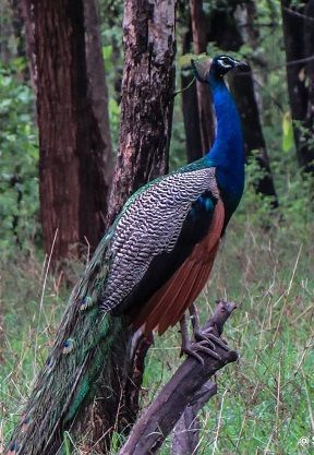 zoo in Nagpur