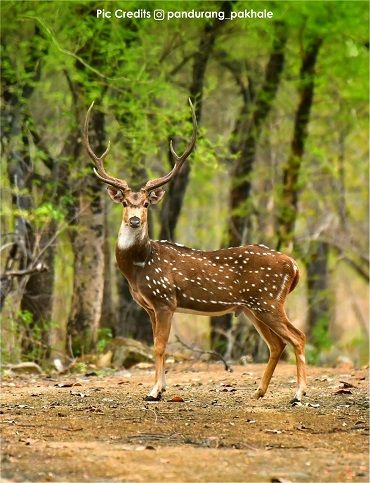 gorewada zoo ticket price